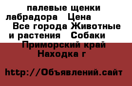 палевые щенки лабрадора › Цена ­ 30 000 - Все города Животные и растения » Собаки   . Приморский край,Находка г.